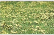 VIVERE SEMPLICE secondo natura 